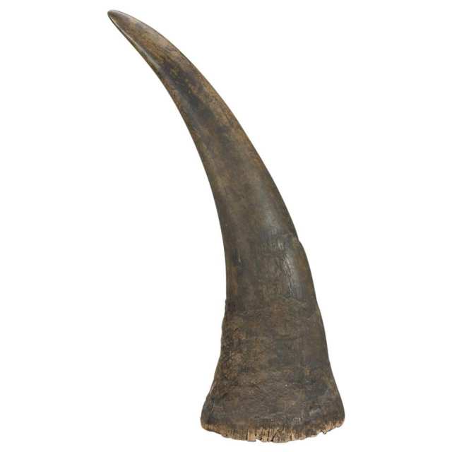 Large Uncarved Rhinoceros Horn