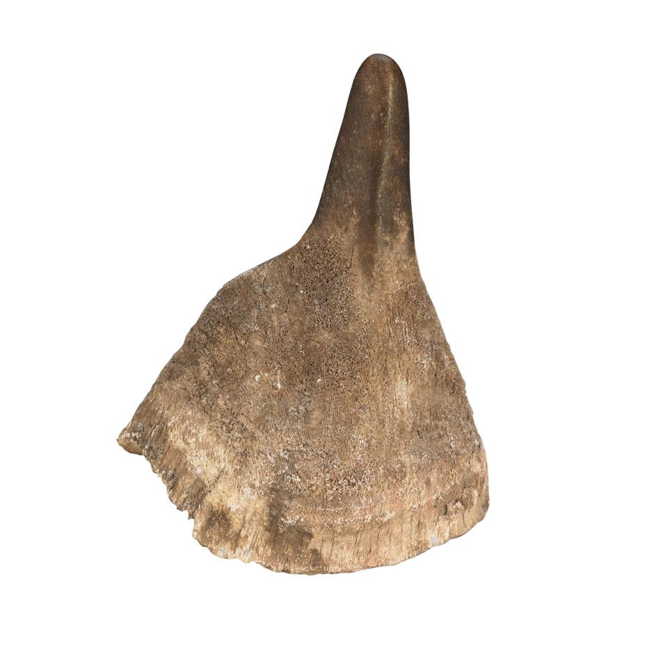Uncarved Rhinoceros Horn