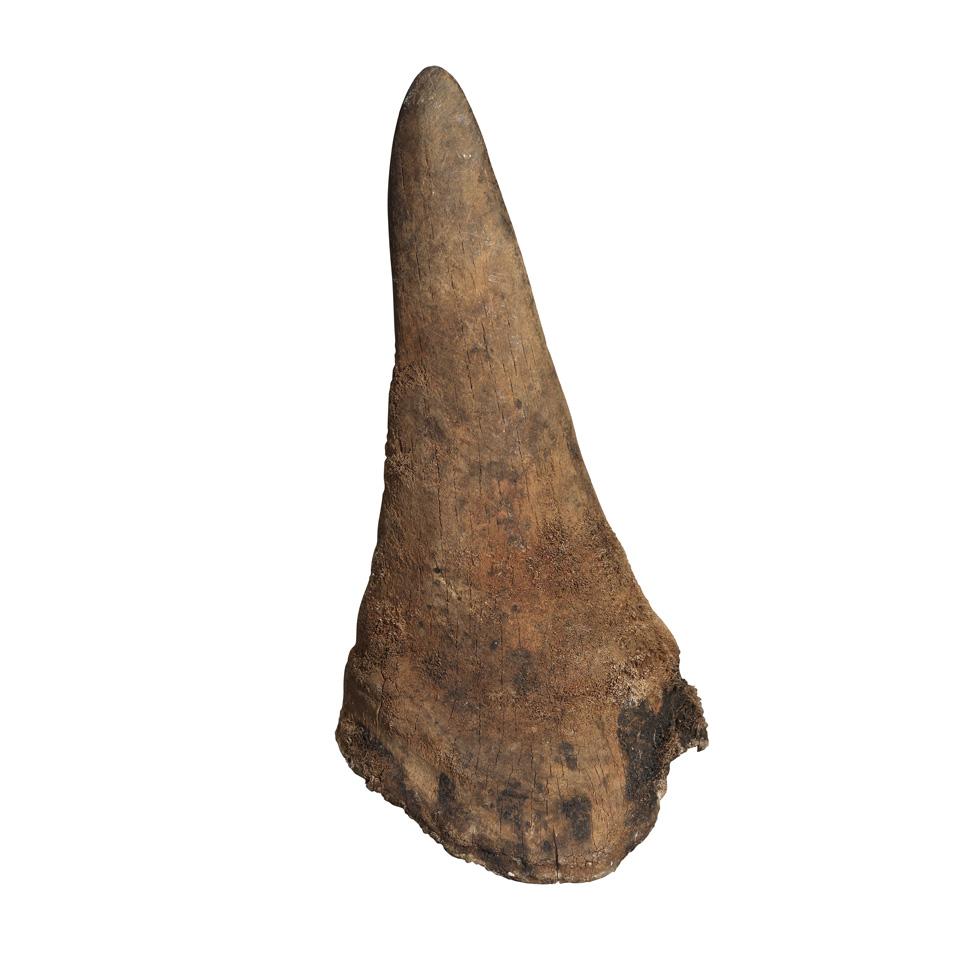 Uncarved Rhinoceros Horn, Prior to 1960